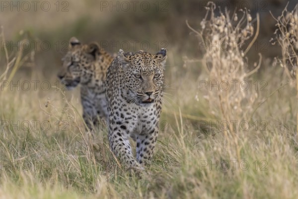 Leopard (Panthera pardus) female rear young, Moremi Game Reserve, Okavango Delta, Maun, Botswana,