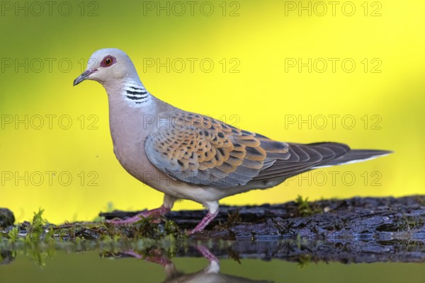 Turtle Dove, (Streptopelia turtur), Animals, Birds, Pigeons, Lesbos Island, Greece, Tiszaalp-r -