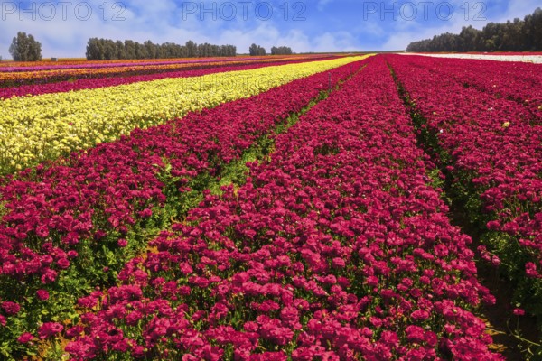 Kibbutz field of flowering colorful buttercups. Israel. Beautiful sunny spring day. Spring walk in