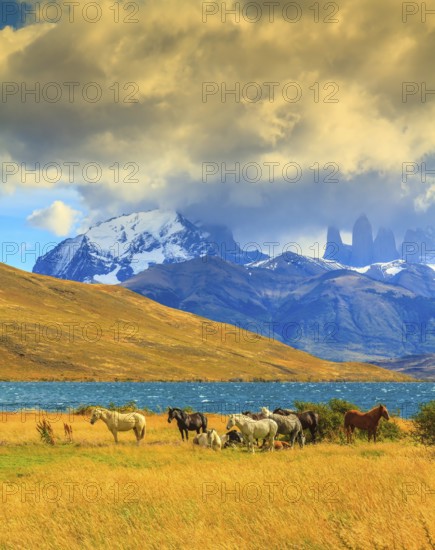 Magic light of sunset. Rocks Torres del Paine visible among the clouds. Herd of mustangs on the