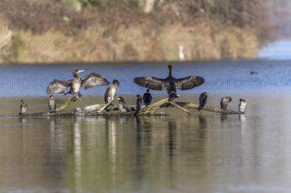 Great cormorant (Phalacrocorax carbo) and Pygmy cormorant (Microcarbo pygmaeus) perched on a branch