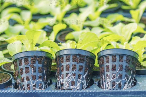 Lettuce Hydroponic farm. Lettuce Sprouts. Green Young Lettuce Plants. Lettuce seedlings. Spring