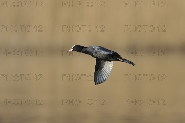 Eurasian Coot in flight, Black Coot, Fulica atra, Eurasian Coot
