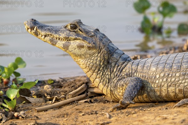 Caiman (Caimaninae), Crocodile (Alligatoridae), crocodile (Crocodylia), animal portrait, Pantanal,