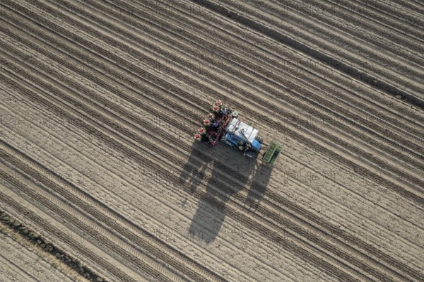 Farmers are planting a tomato crop using an automatic planter machine in a field. The machine is