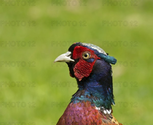 Close-up view of head of male or cock Common Pheasant, showing the fine detail and colours of the