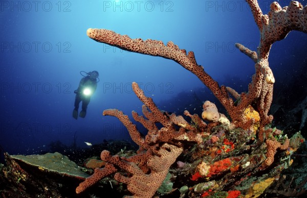 Diver and tube sponge, Aplysinia lacunosa, Catalina, Caribbean Sea, Dominican Republic, Central