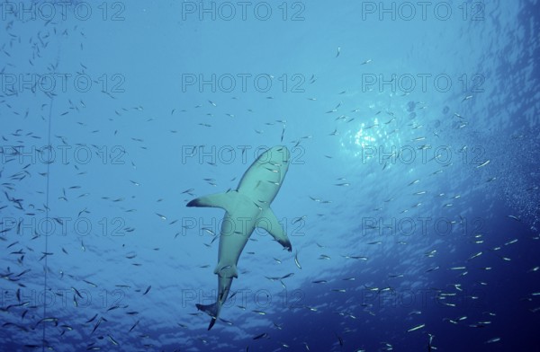 Silvertip shark, Carcharhinus albimarginatus, Australia, Pacific, Great Barrier Reef, Oceania