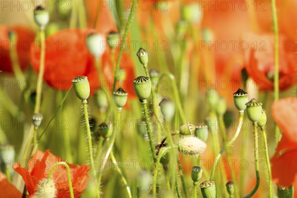 A grain field with common red poppy (Papaver rhoeas), Wesertal, Weser Uplands, Weserbergland,
