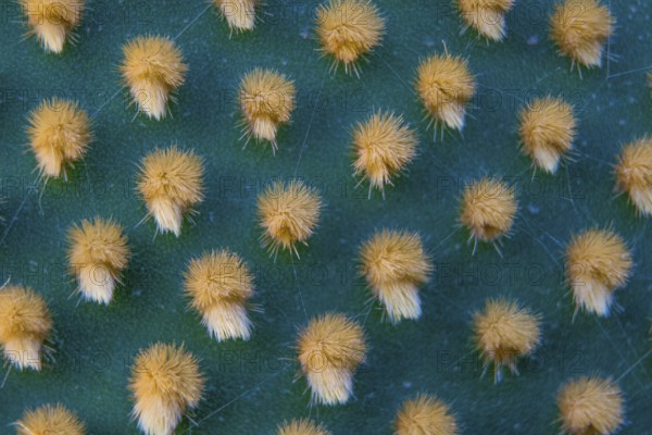 Closeup and macro shot of aereole of the Optunia cactus with aereole spines and glochids creating a