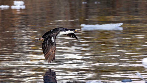 A cormorant flies just above the water, surrounded by floating pieces of ice, blue-eyed cormorant