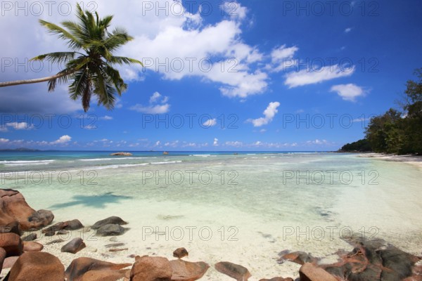 La Digue, Palm tree beach, Seychelles, Indian Ocean, Palm trees, La Digue, Indian Ocean,