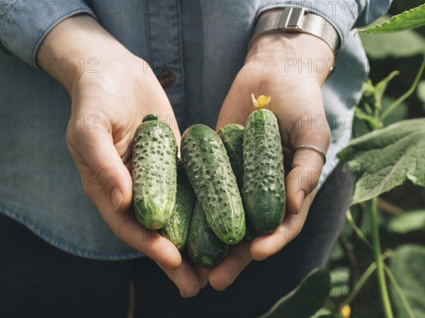 Fresh cucumbers in female hands. Unrecognizable young hipster woman in denim shirt hold organic