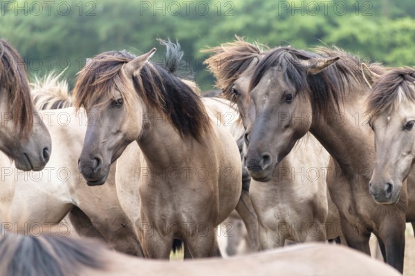 The Dülmen horses live wild near Dülmen, in the Merfelder Bruch nature reserve in North