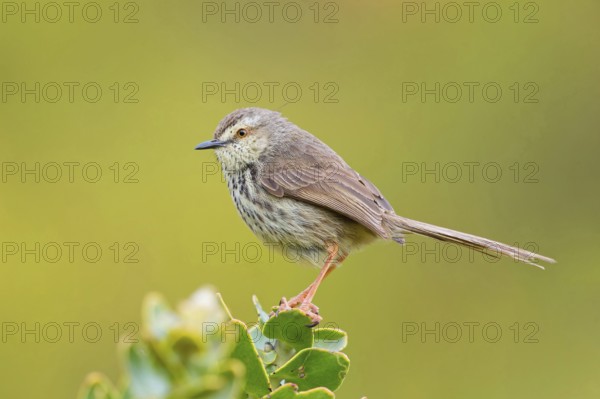 Spotted Prinia, (Prinia maculosa), Karoo Prinia, Prinia du Karoo, Prinia del Karoo, Harold Porter