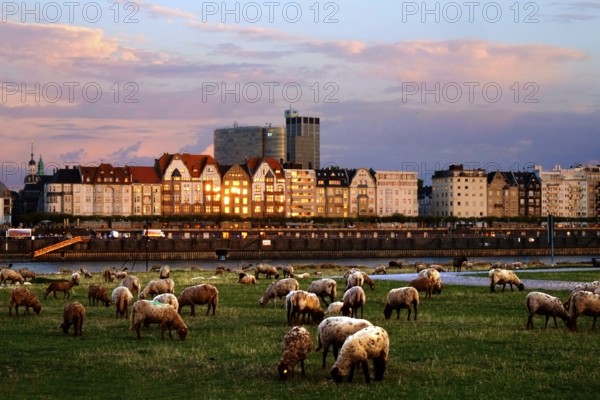 Herd of grazing sheep on the Rhine meadows in Düsseldorf. Opposite the Rhine bank promenade with