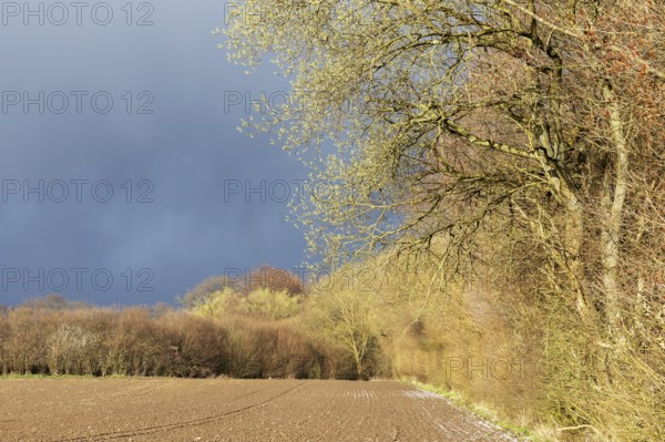 Spring landscape with a forest edge with flowering willows, a field with bare soil and a dark,