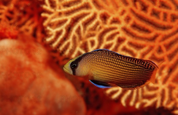 Magnificent dwarf perch, Pseudochromis splendens, Indonesia, Raja Ampat, Irian Jaya, West Papua,