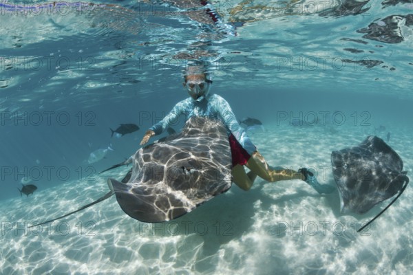 Snorkelling with Pink Whipray in Lagoon, Pateobatis fai, Moorea, French Polynesia | Snorkeling with