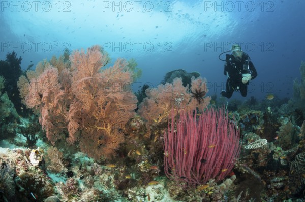 Scuba Diving over Coral Reef, Raja Ampat, West Papua, Indonesia | Scuba Diving over Coral Reef,
