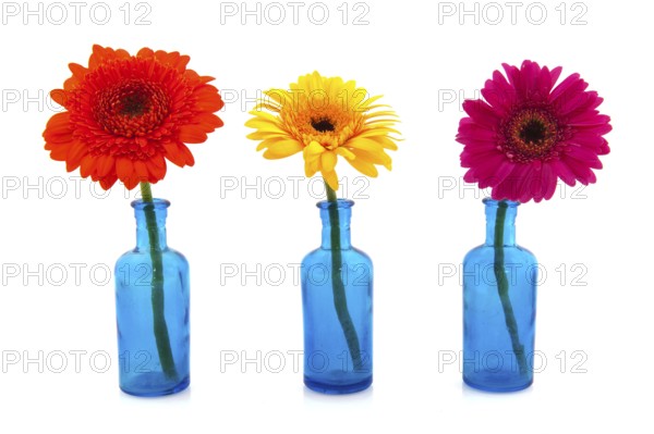 Row blue glass vases with colorful flowers isolated over white