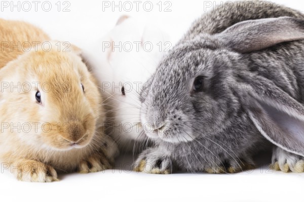 Three young rabbits on white, close up