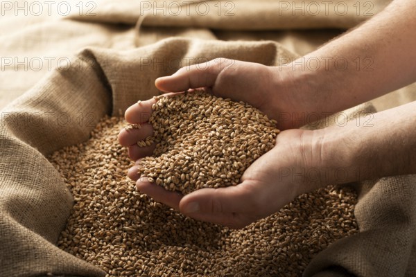 Caucasian male showing wheat grains in his hands over burlap sack, food photography, food
