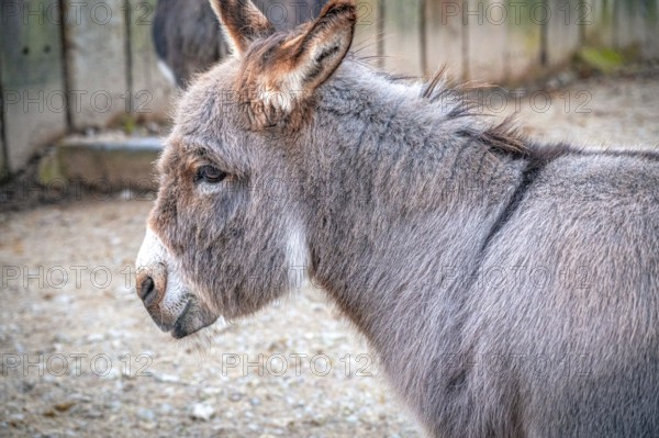 Donkey (Equus asinus) in profile showing its calm nature outdoors, Eisenberg, Thuringia, Germany,