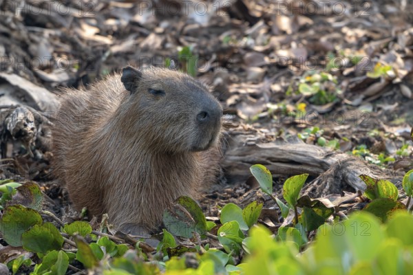 Capybara or capybara (Hydrochoerus hydrochaeris), Pantanal, inland, wetland, UNESCO Biosphere