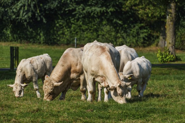 A group of white cows grazing peacefully on a sunlit green pasture, Weseke, Münsterland, Germany,