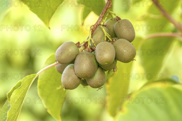 KiwiBerry (Actinidia 'Victoria'), Bavarian State Institute for Viticulture and Horticulture,