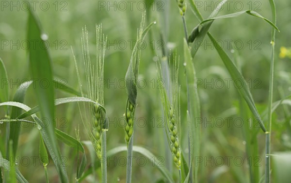 Close-up view of young wheat stalks in a field, covered in tiny dewdrops. The vibrant green color