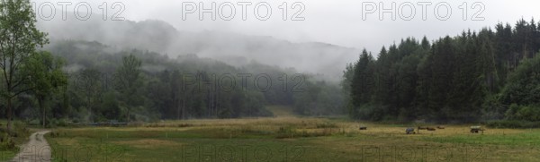 Beautiful gloomy landscape with green wooded hills, an alley, and cows on a pasture, on a misty