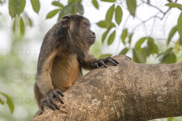 Black howler (Alouatta), juvenile, Pantanal, inland, wetland, UNESCO Biosphere Reserve, World