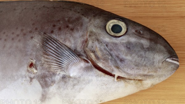 Close-up of the head of Horseface unicorfish or naso fageni fish on a wooden surface showing its