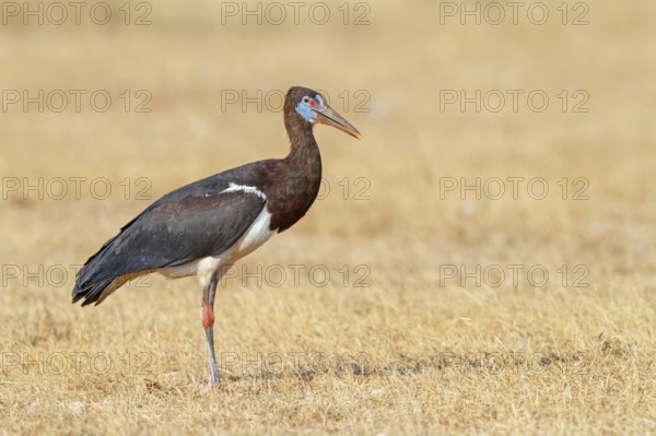 Abdim's stork, rain stork, Abdim, (Ciconia abdimii), African stork species, family of storks,