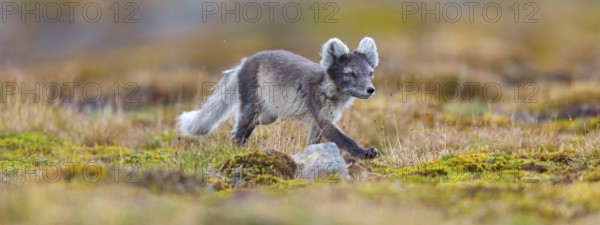 Arctic fox foraging, Arctic fox, (Alopex lagopus), Europe, Norway, Spitsbergen, Longyearbyen,