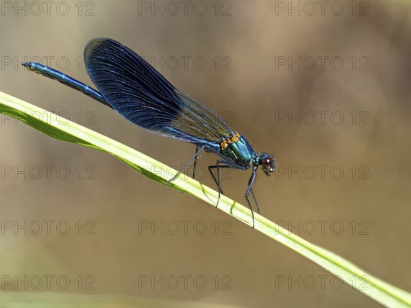 Blue-winged damselfly, dragonfly, damselfly, common damselfly, insect, insect, (Calopteryx virgo),