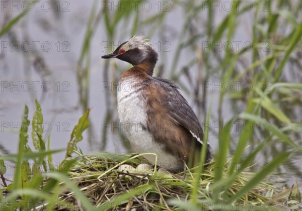 Eared Grebe in Saskatchewan Canada Pond with eggs