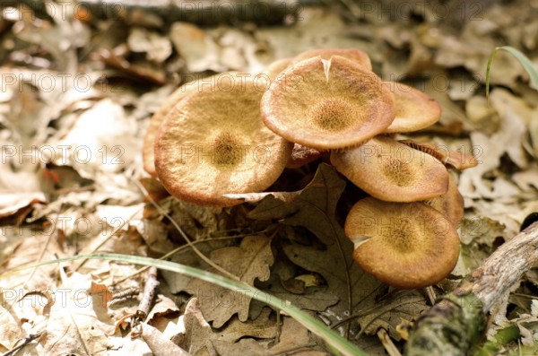 Wild mushrooms in Italy in an autumnal day