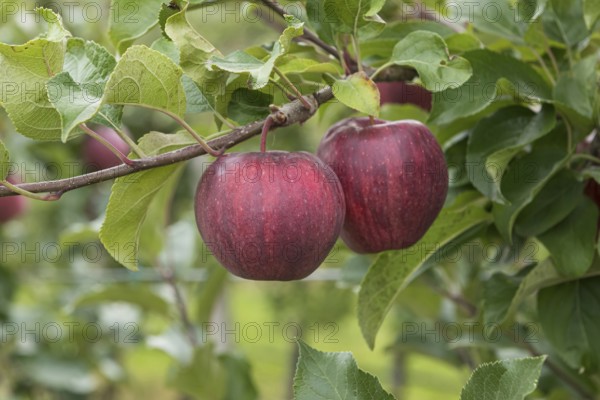 Apple (Malus domestica CAMEO), Weihenstephan Gardens, Germany, Europe