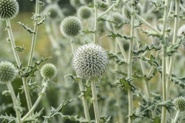 Spherical thistle (Echinops sphaerocephalus), Sarastro Stauden, Ort im Innkreis, Upper Austria,