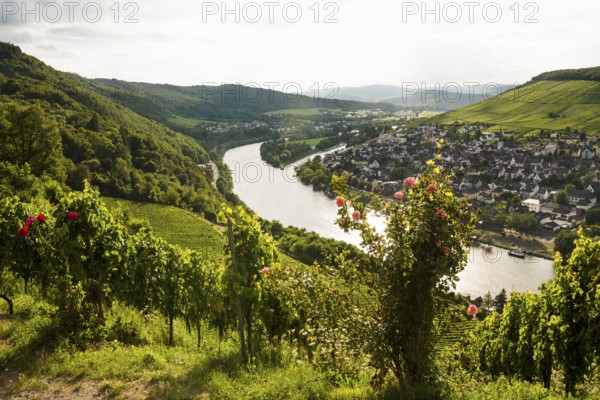 Vineyard with roses, sunset, Moselsteig Trail, Bernkastel-Kues, Moselle, Rhineland-Palatinate,