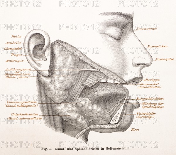 Medicine, anatomy, drawing of the human face with oral and salivary glands, helix, antihelix,