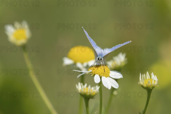Common blue butterfly (Polyommatus icarus) adult insect feeding on a Mayweed flower in summer,
