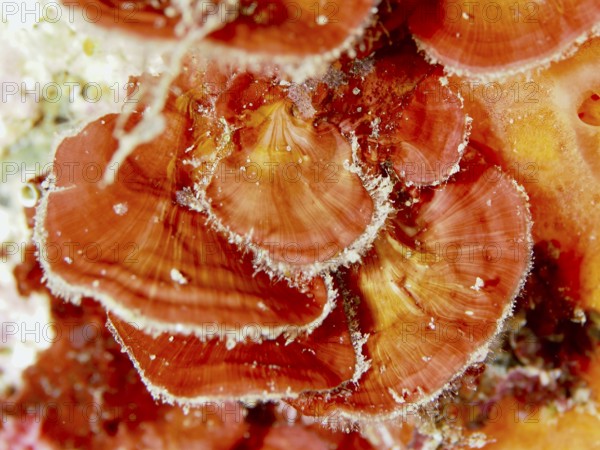 Close-up of scale leaf (Peyssonnelia squamaria), red alga, algae, with distinct textures and colour