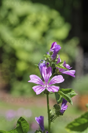 Common mallow (Malva sylvestris), flower in a meadow, medicinal plant, aromatic plant, medicinal