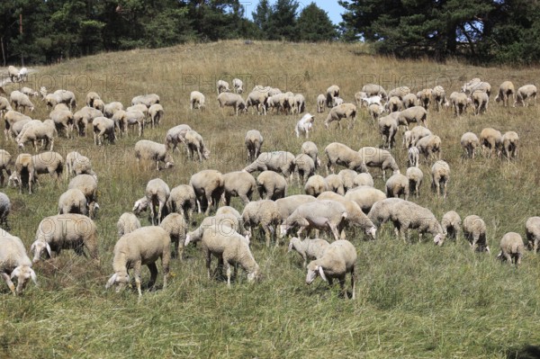 Sheep on the pasture, here in Franconian Switzerland, as a cultural guardian to reduce excessive
