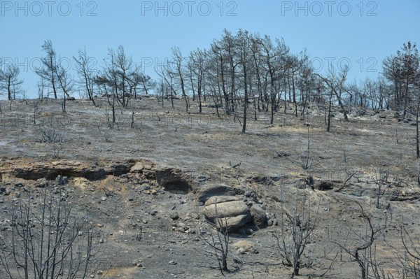 A desolate, charred landscape with burnt trees on a hill after a fire, forest fires, summer 2023,