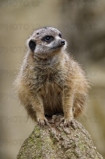 Meerkat (Suricata suricatta), adult, guardian on a hill, vigilant, captive, occurrence southern